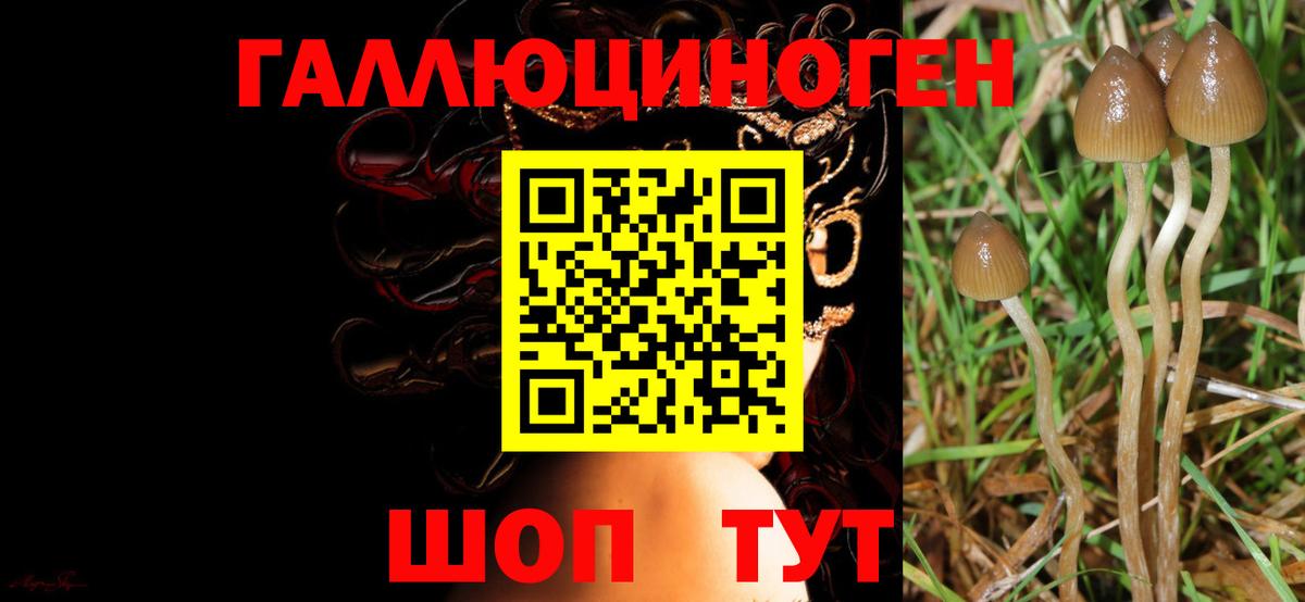 Галлюциногенные грибы Cubensis Вологда